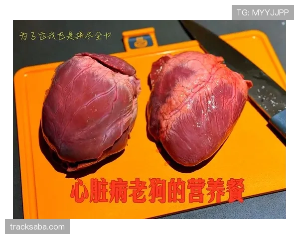 亚历克斯·摩根家的狗都吃蛋白餐？